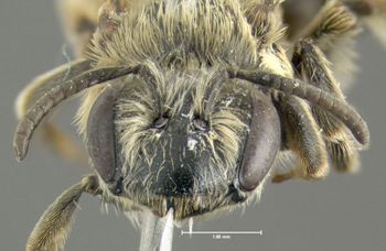 Media type: image;   Entomology 609557 Aspect: head frontal view
